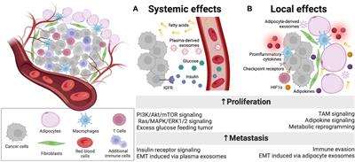 The crosstalk within the breast tumor microenvironment in type II diabetes: Implications for cancer disparities